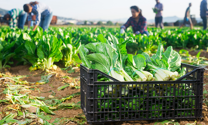 From Field to Retail: Optimising harvest logistics with the right load carriers