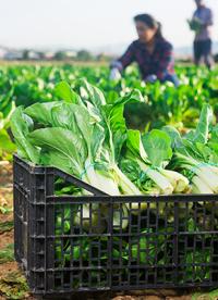 From Field to Retail: Optimising harvest logistics with the right load carriers