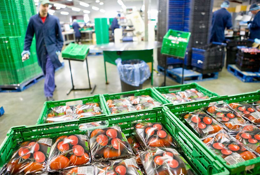 A warehouse worker handles perforated plastic containers with tomatoes.