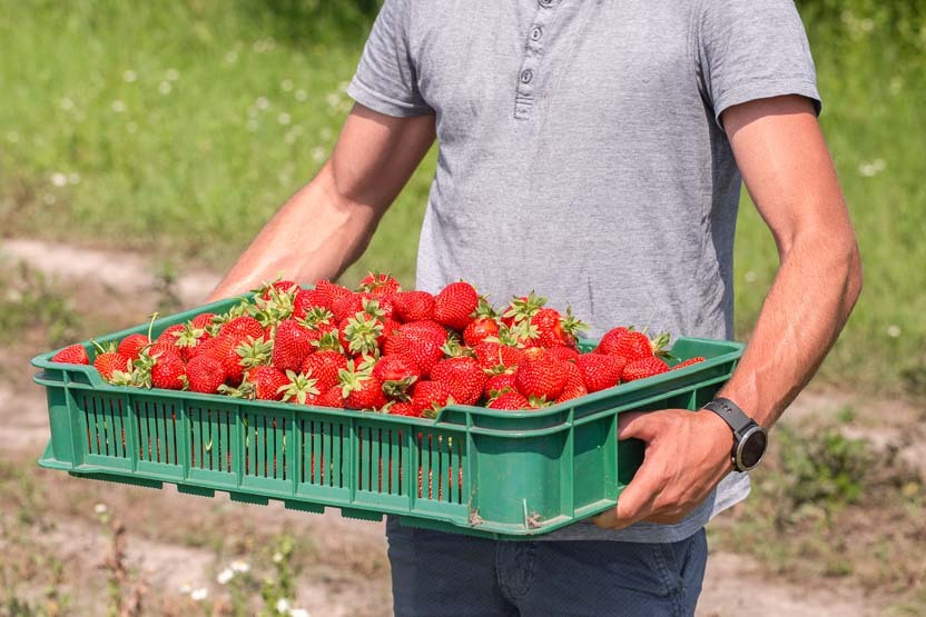 The openwork plastic container is a practical solution for transporting small fruit, such as strawberries.