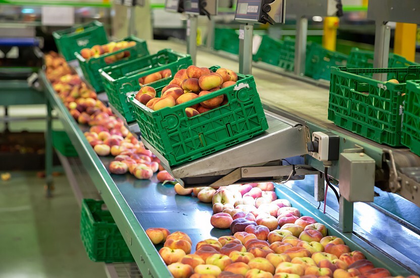 After the harvest, the fruit is stored in openwork crates.