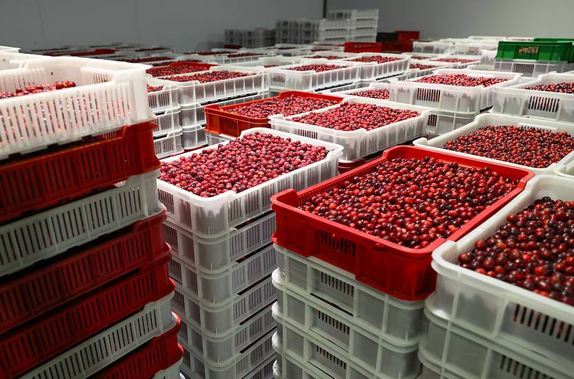 Fruit after harvest is stored in ventilated containers