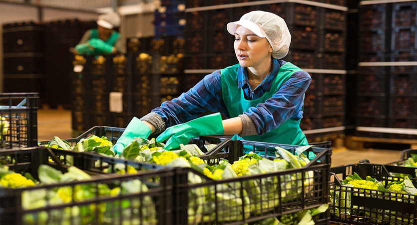 From Field to Retail: Optimising harvest logistics with the right load carriers