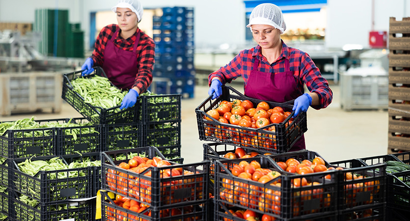 From Field to Retail: Optimising harvest logistics with the right load carriers