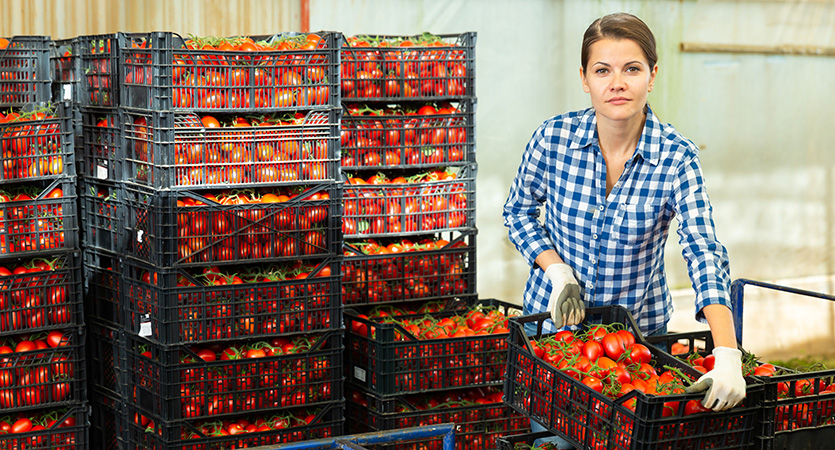 From Field to Retail: Optimising harvest logistics with the right load carriers